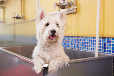 宠物店里洗澡的狗狗背景图片