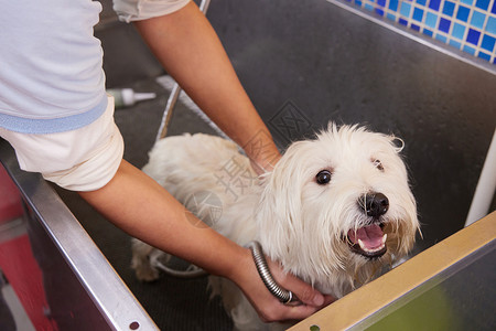宠物店里洗澡的狗狗图片