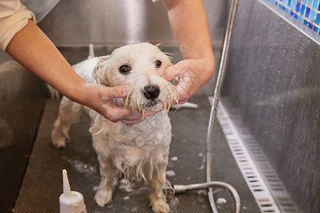 宠物店里洗澡的狗狗图片