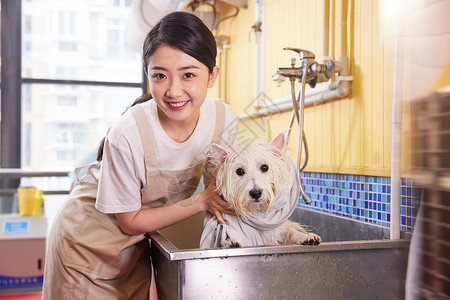 女性技师给宠物狗狗洗澡擦干图片