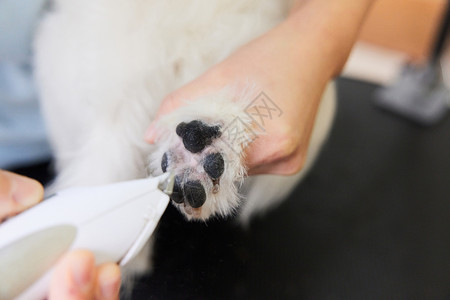 宠物店技师给宠物狗修剪脚趾毛特写图片