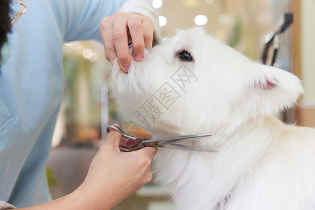 狗美容沙龙宠物狗美容修剪毛特写背景