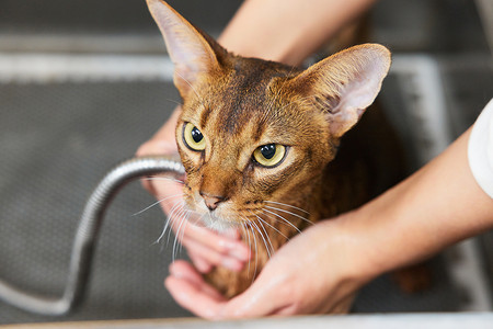 宠物猫洗澡特写图片