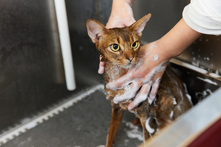 阿比西尼亚的宠物店技师给宠物猫洗澡特写背景