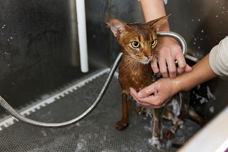 物猫洗澡特写高清图片