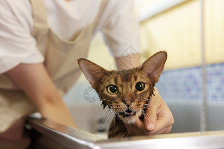 宠物店技师给宠物猫洗澡图片