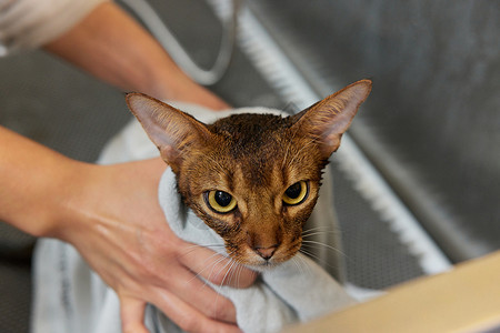 宠物店技师给宠物猫洗澡擦干身子图片