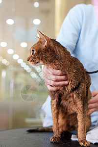 阿比西尼亚的宠物店女性技师给宠物猫吹毛背景