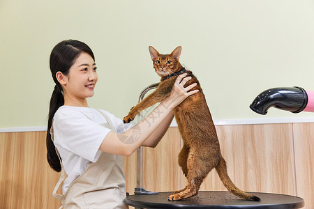 宠物店女性技师给猫做美容护理图片