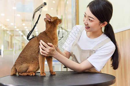 宠物店女性技师给宠物猫做美容背景图片