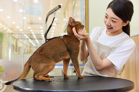 宠物店女性技师给宠物猫做美容图片