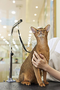 宠物店技师给宠物猫美容护理图片