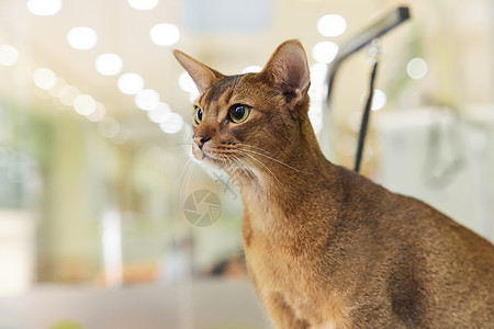 宠物店的宠物猫埃及猫图片