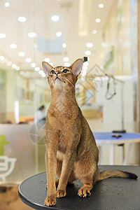 宠物店的宠物猫埃及猫背景图片