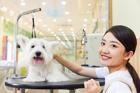 宠物店美女技师给宠物狗做美容护理背景图片