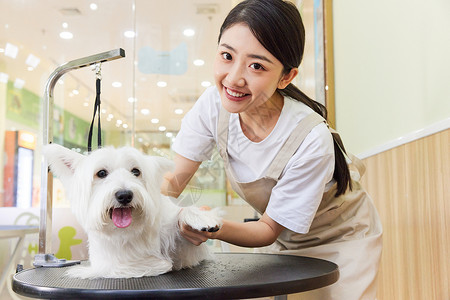 宠物店美女技师给宠物狗做美容护理背景图片