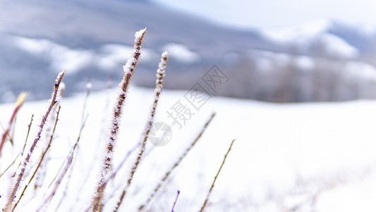 大雪封山新疆冬季喀纳斯雪景芦苇背景