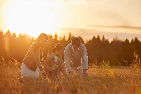 夕阳下走在稻田里的一家人图片