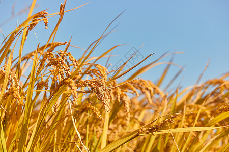立秋时节稻田里成熟的稻穗背景