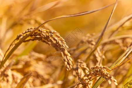 生产稻谷植物水稻特写背景