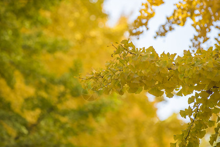 唯美的秋天金黄的银杏林图片