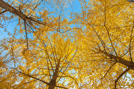 唯美的秋天金黄的银杏林背景图片