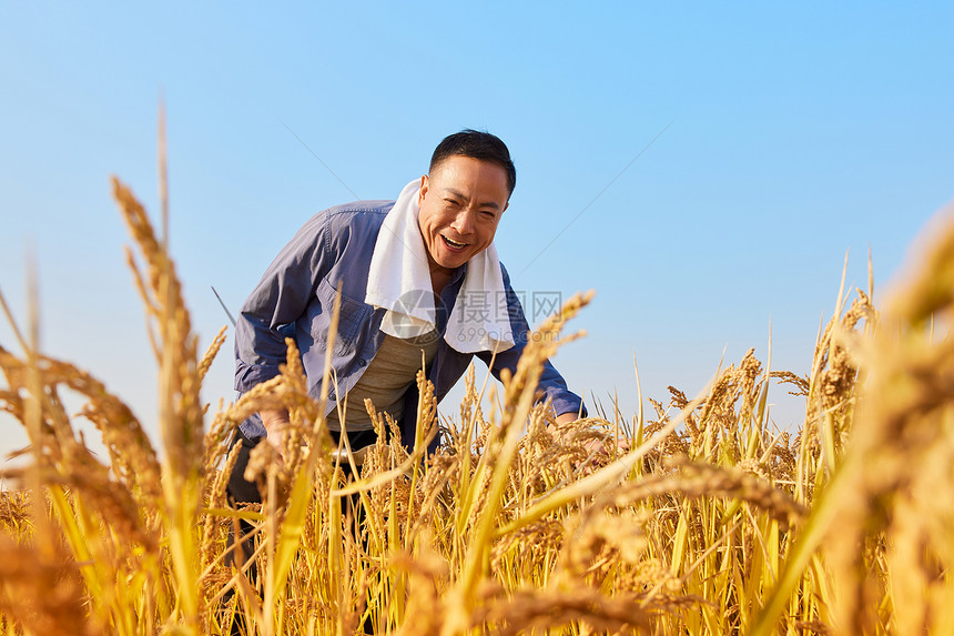 秋季农民稻田丰收图片