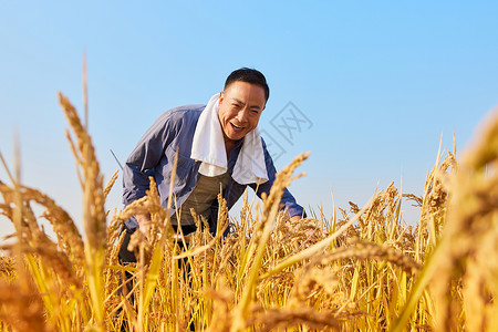 秋季农民稻田丰收高清图片