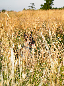 德国牧羊犬站在田野里图片