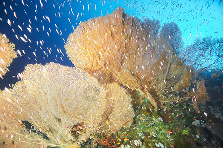 巨型扇珊瑚海洋生物扇珊瑚高清图片