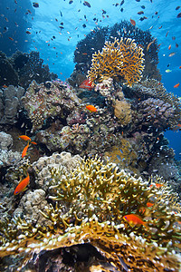 珊瑚礁上的鱼类浅滩图片