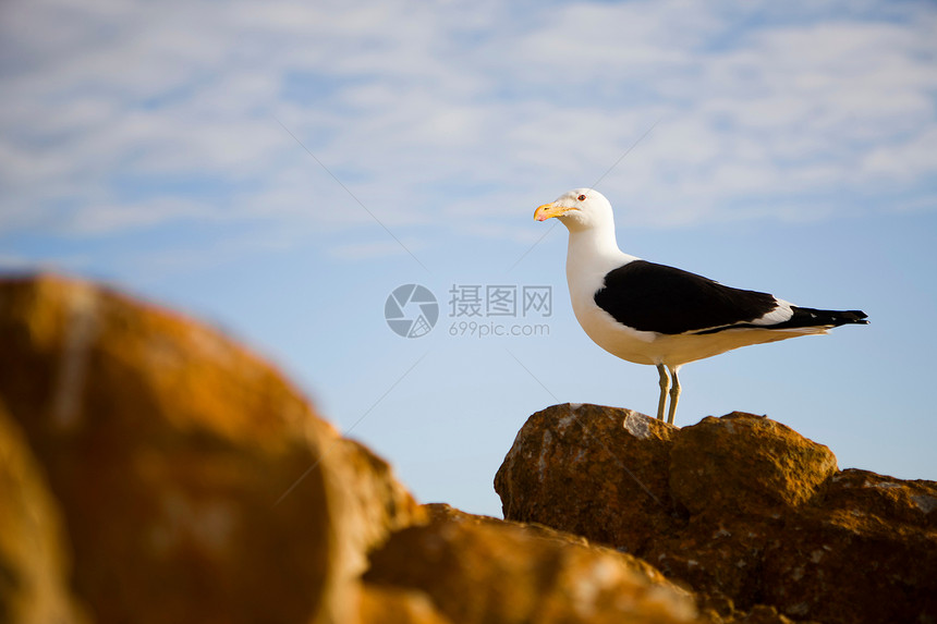 海鸥站立在岩石上图片