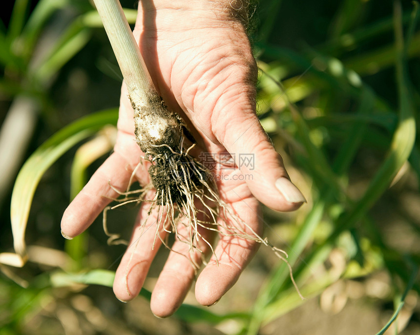 手里拿着植物根茎图片