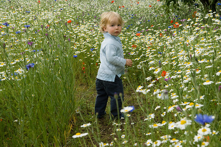 小男孩在鲜花丛中行走图片