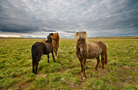 农村地区小马牛放牧背景图片
