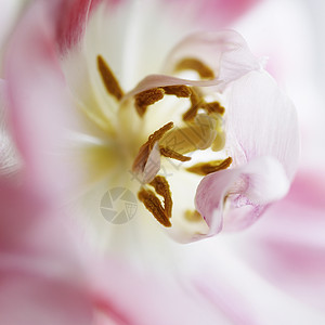 花蕊特写镜头图片