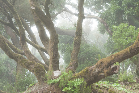 在雾林中生长的树木图片