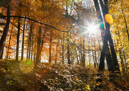 阳光照耀在森林中图片