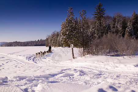 雪地里的狗拉雪橇图片