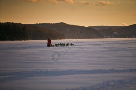 雪地里的雪橇犬拉车图片