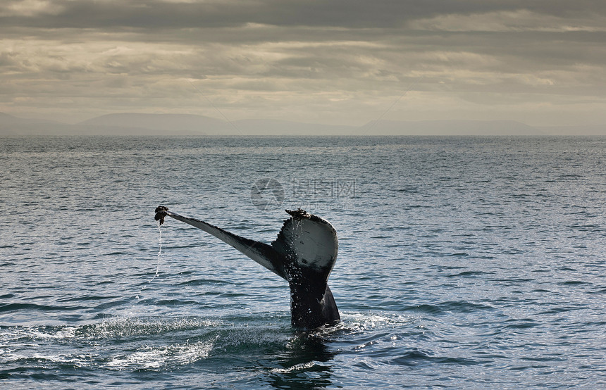 鲸鱼尾巴从水中露出图片