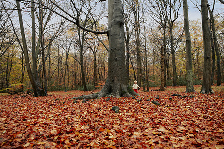 落叶中散步的小孩图片