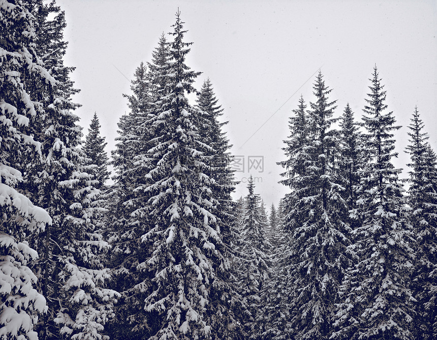 森林中被雪覆盖的树木图片