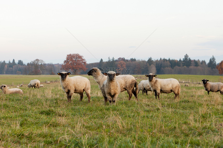 户外散养的牧羊图片