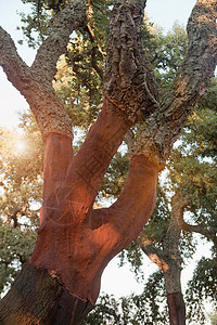 阳光下的软木树图片