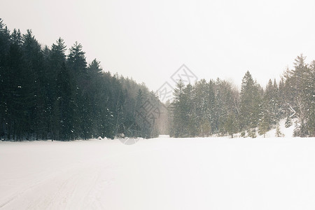 雪地景观中的树木和草地高清图片