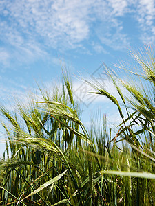 青绿色的麦子图片