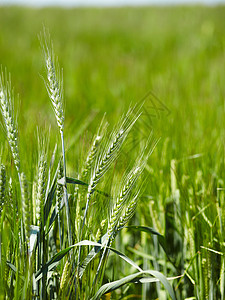青绿色的麦子田背景图片