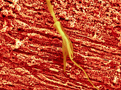 显微镜下的生物图片