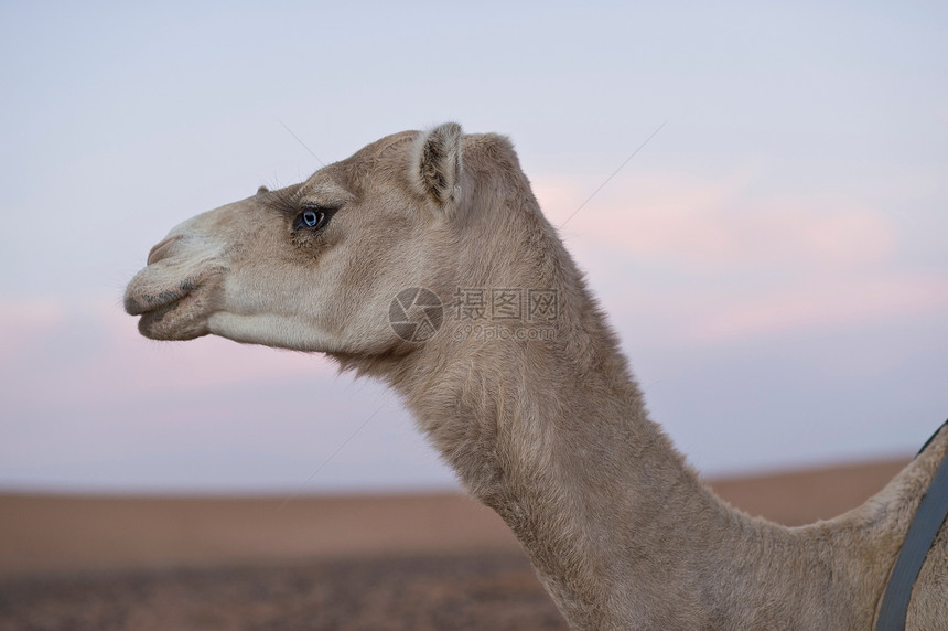 骆驼在沙漠中行走图片